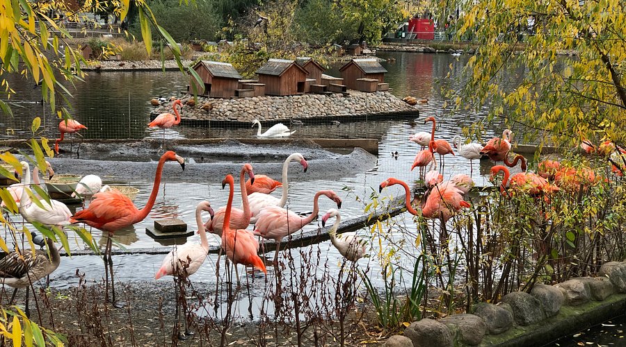 Zooshow Russia 2025